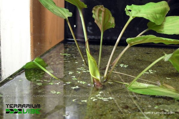 Tiêu Thảo Lá Đào 3 Tiêu Thảo Lá Đào tạo điểm nhấn mềm mại ở tiền cảnh và trung cảnh terrarium