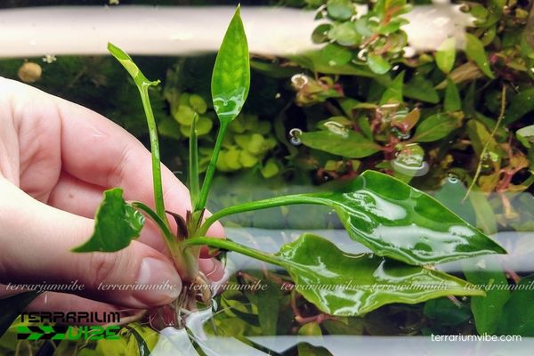 Tiêu Thảo Lá Đào 4 Các yếu tố môi trường chăm cây Tiêu Thảo Lá Đào xanh tốt