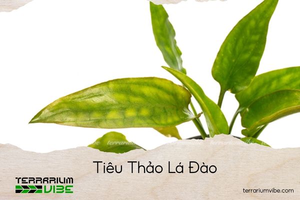 tieu-thao-la-dao tiêu thảo lá đào
