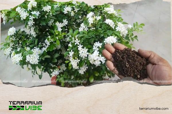 Cây Hạnh Phúc hợp mệnh gì? Cách đặt và chăm cây thu hút may mắn 1 Cây Hạnh Phúc (Radermachera sinica) xuất hiện tại các khu vực Nam Á và Đông Nam Á