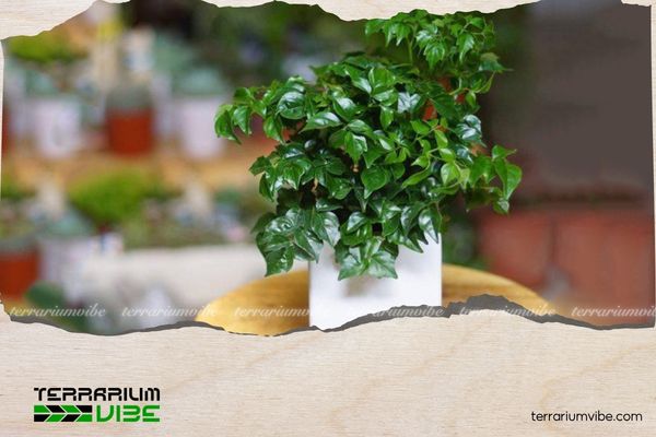 Cây Hạnh Phúc hợp mệnh gì? Cách đặt và chăm cây thu hút may mắn 2 Cây hạnh phúc giúp nuôi dưỡng bầu không khí ấm áp cho gia đình
