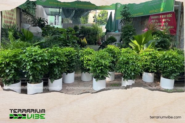 Cây Hạnh Phúc hợp mệnh gì? Cách đặt và chăm cây thu hút may mắn 3 Cây Hạnh Phúc hợp mệnh Mộc, Thủy, Hỏa