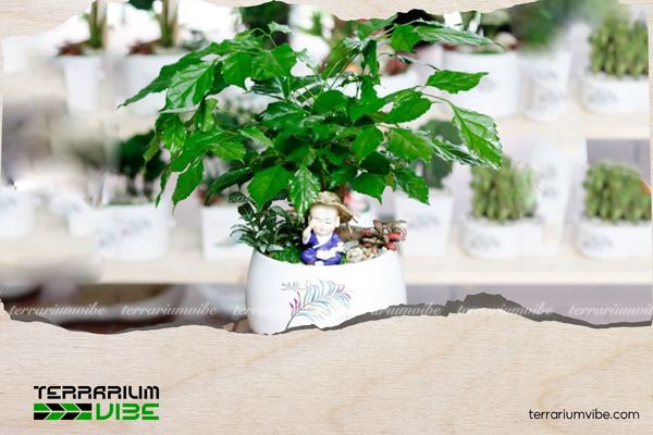 Cây Hạnh Phúc hợp mệnh gì? Cách đặt và chăm cây thu hút may mắn 4 Nên đặt cây Hạnh Phúc ở phòng khách, bàn làm việc để công việc hanh thông