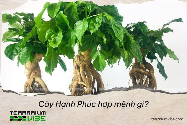 cây hạnh phúc hợp mệnh gì
