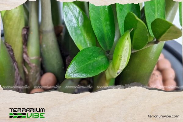 Cây Kim Tiền hợp mệnh gì? Cách chọn mệnh, tuổi và vị trí đặt cây 1 Kim Tiền sở hữu thân mọng nước, chiều cao từ 20-90cm