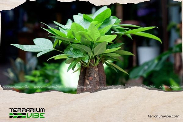 Cây Kim Tiền hợp mệnh gì? Cách chọn mệnh, tuổi và vị trí đặt cây 2 Cây Kim Tiền hợp mệnh Mộc, Hỏa