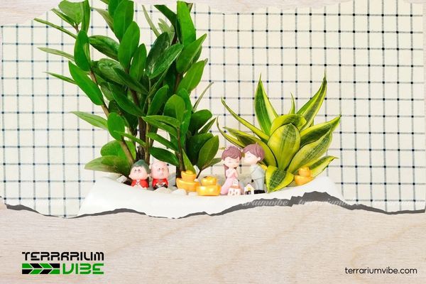 Cây Kim Tiền hợp mệnh gì? Cách chọn mệnh, tuổi và vị trí đặt cây 3 Nên đặt cây Kim Tiền ở hướng Đông Nam, Nam, gần cửa ra vào để đón tài lộc