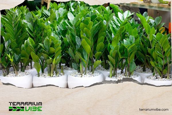 Cây Kim Tiền hợp mệnh gì? Cách chọn mệnh, tuổi và vị trí đặt cây 4 Các lưu ý khi trồng cây Kim Tiền để duy trì sinh khí không gian