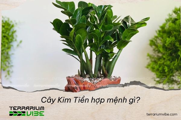 cây kim tiền hợp mệnh gì