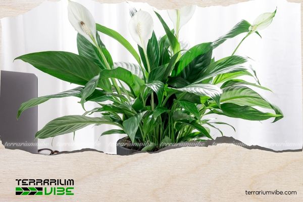 Cây lan ý hợp mệnh gì? Hướng dẫn chọn cây phù hợp với từng bản mệnh 1 Lan ý (Spathiphyllum wallisii), thuộc họ Ráy, có nguồn gốc từ các khu rừng nhiệt đới Nam Mỹ