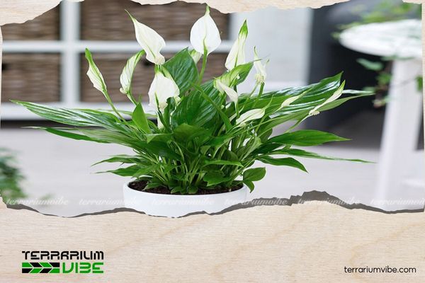 Cây lan ý hợp mệnh gì? Hướng dẫn chọn cây phù hợp với từng bản mệnh 2 Đặt cây lan ý trong không gian sống giúp thu hút sinh khí, hỗ trợ công việc hanh thông