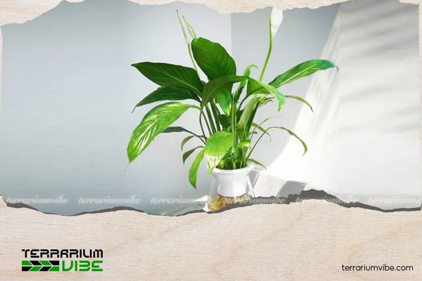 Cây lan ý hợp mệnh gì? Hướng dẫn chọn cây phù hợp với từng bản mệnh 3 Cây lan ý hợp mệnh Thủy, Kim, Mộc