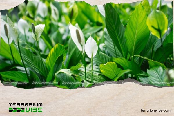 Cây lan ý hợp mệnh gì? Hướng dẫn chọn cây phù hợp với từng bản mệnh 4 Nên đặt cây lan ý ở bàn làm việc, cửa sổ ban công