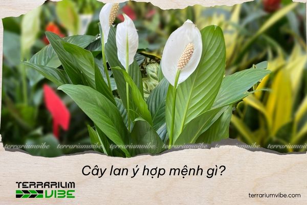 cây lan ý hợp mệnh gì