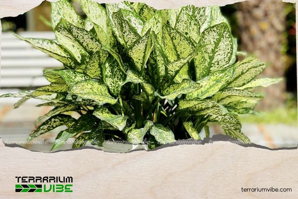 Cây Ngọc Ngân hợp mệnh gì? Cách bố trí và chăm sóc cây hút tài lộc 1 Ngọc Ngân thuộc họ Ráy, có nguồn gốc từ các khu vực nhiệt đới châu Á