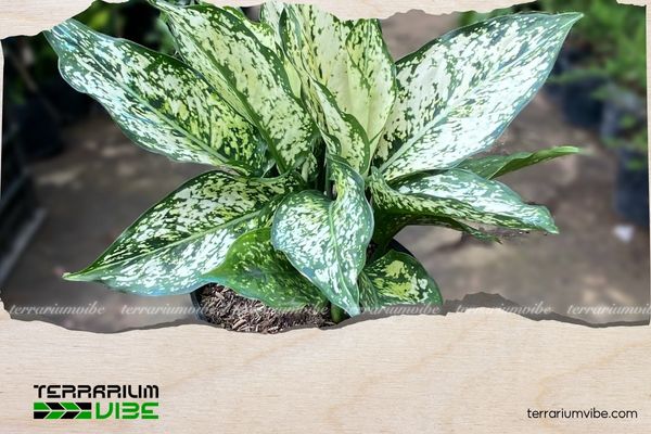 Cây Ngọc Ngân hợp mệnh gì? Cách bố trí và chăm sóc cây hút tài lộc 2 Cây Ngọc Ngân hợp mệnh Kim và Thổ