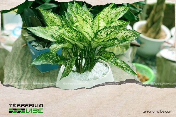 Cây Ngọc Ngân hợp mệnh gì? Cách bố trí và chăm sóc cây hút tài lộc 3 Cây Ngọc Ngân hợp với người thuộc các tuổi mang mệnh Kim hoặc Thổ như Canh Thân, Tân Dậu