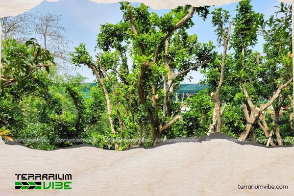 Cây Nguyệt Quế hợp mệnh gì? Cách trồng đón tài lộc, bình an 1 Cây Nguyệt Quế có hoa màu trắng gắn liền với hành Kim trong phong thủy