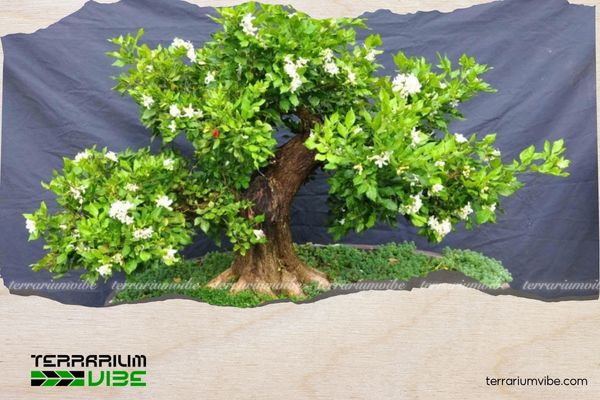 Cây Nguyệt Quế hợp mệnh gì? Cách trồng đón tài lộc, bình an 3 Cây Nguyệt Quế hợp mệnh Kim, Thủy, Thổ