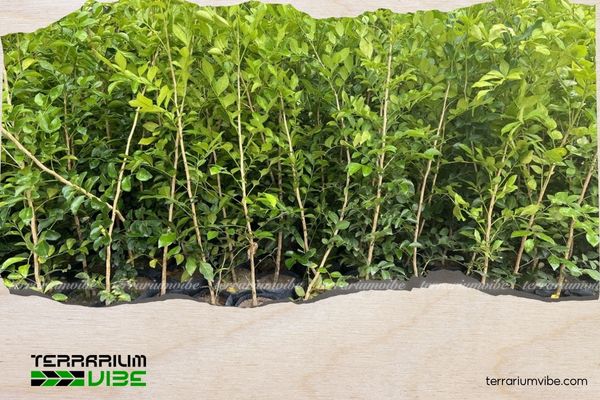 Cây Nguyệt Quế hợp mệnh gì? Cách trồng đón tài lộc, bình an 4 Nên đặt cây Nguyệt Quế ở ban công, phòng khách đến đón vượng khí