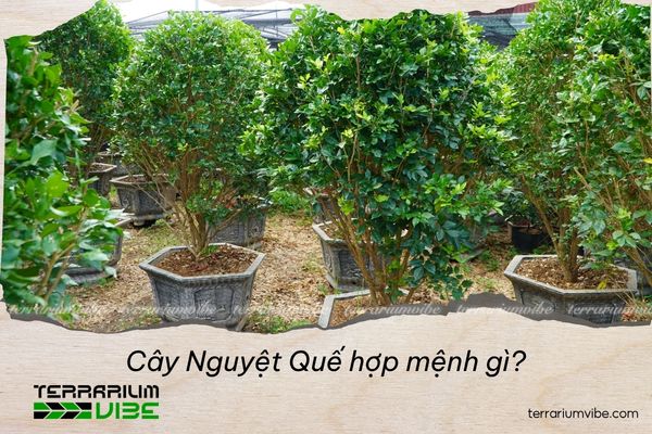 cây nguyệt quế hợp mệnh gì