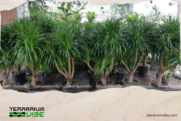 Cây phát tài núi hợp mệnh gì? Ý nghĩa và cách đặt cây chuẩn phong thủy 1 Cây phát tài núi có thân cứng cáp, lá dài hình mũi mác, màu xanh đậm