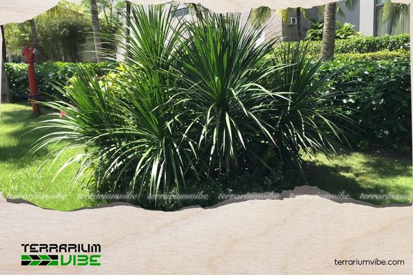 Cây phát tài núi hợp mệnh gì? Ý nghĩa và cách đặt cây chuẩn phong thủy 3 Cây phát tài núi hợp với mệnh Mộc, Thủy, Hỏa