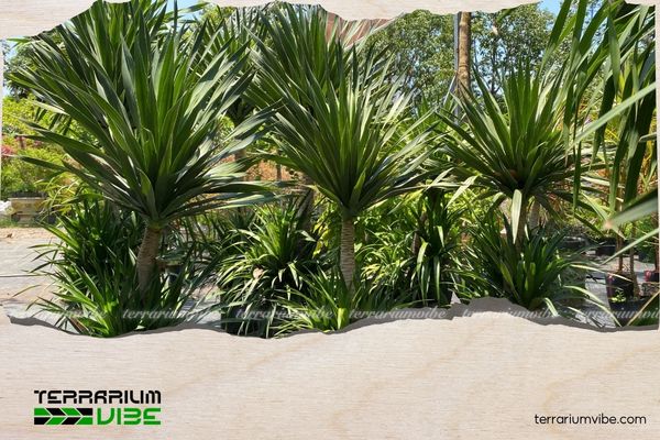 Cây phát tài núi hợp mệnh gì? Ý nghĩa và cách đặt cây chuẩn phong thủy 4 Gợi ý bố trí cây phát tài núi ở không gian phòng khách để tăng vượng khí