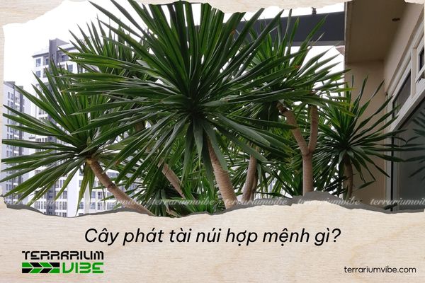 cây phát tài núi hợp mệnh gì