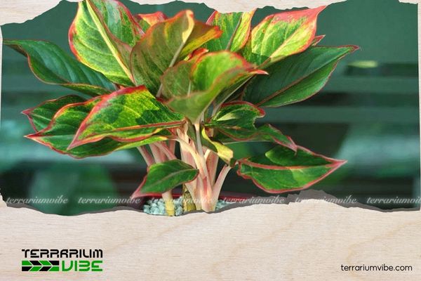 Cây phú quý hợp mệnh gì? Cách chọn đúng bản mệnh để tăng tài lộc 2 Cây phú quý hợp mệnh Hỏa, Mộc, Thổ