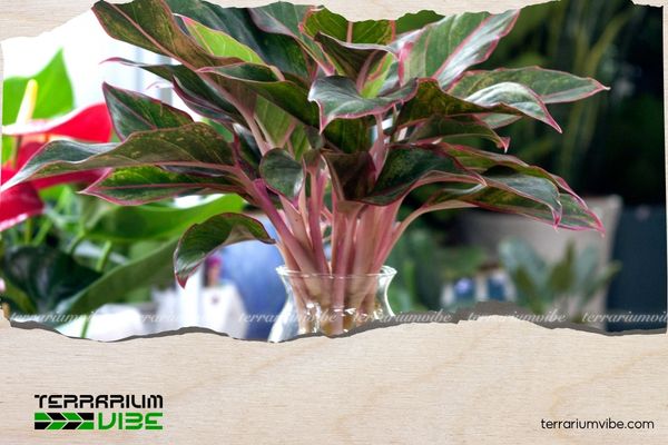 Cây phú quý hợp mệnh gì? Cách chọn đúng bản mệnh để tăng tài lộc 3 Cây phú quý đặc biệt phù hợp với người tuổi Dậu