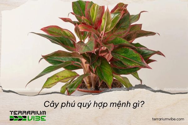 cây phú quý hợp mệnh gì