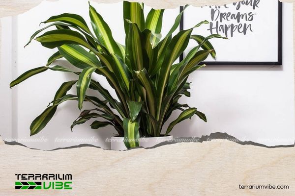 Cây thiết mộc lan hợp mệnh gì? Cách bố trí cây đón tài lộc, may mắn 1 Thiết mộc lan (Dracaena fragrans) hay cây phát tài khúc/ phất dụ thơm, có nguồn gốc từ khu vực Tây Phi