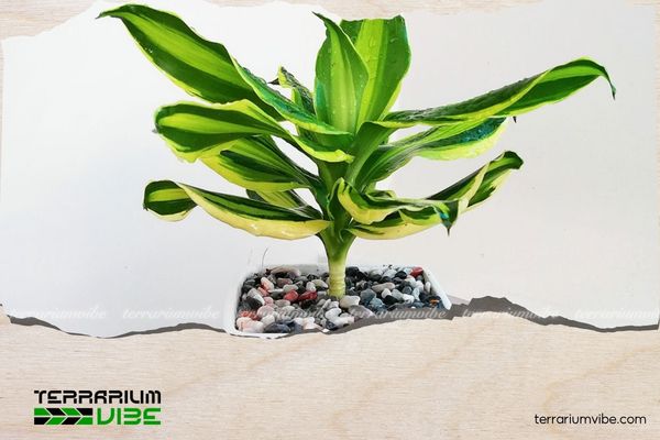 Cây thiết mộc lan hợp mệnh gì? Cách bố trí cây đón tài lộc, may mắn 2 Cây thiết mộc lan tượng trưng cho sự sinh sôi, phát triển và thịnh vượng