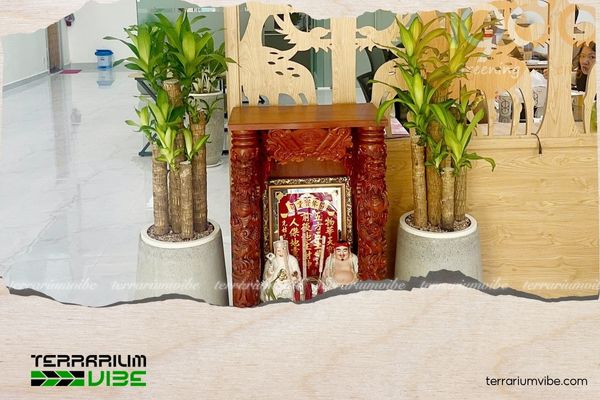 Cây thiết mộc lan hợp mệnh gì? Cách bố trí cây đón tài lộc, may mắn 4 Bố trí thiết mộc lan ở khu vực phòng khách, lễ tân, gần bàn thờ ông Địa để đón tài lộc