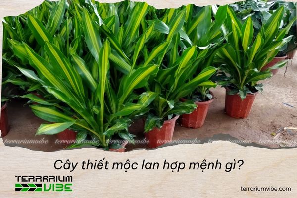 cây thiết mộc lan hợp mệnh gì