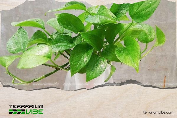 Cây trầu bà hợp mệnh gì? Bật mí bí quyết chăm cây để hút tài lộc 1 Trầu bà (Epipremnum aureum) là loài cây thuộc họ Ráy, phổ biến tại Indonesia