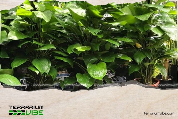 Cây trầu bà hợp mệnh gì? Bật mí bí quyết chăm cây để hút tài lộc 2 Trong phong thủy, cây trầu bà tượng trưng cho sức sống bền bỉ, sự phát triển không ngừng