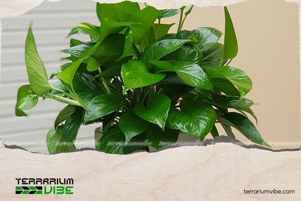 Cây trầu bà hợp mệnh gì? Bật mí bí quyết chăm cây để hút tài lộc 3 Cây trầu bà hợp mệnh Mộc, Hỏa, Thủy