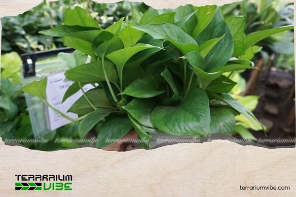Cây trầu bà hợp mệnh gì? Bật mí bí quyết chăm cây để hút tài lộc 4 Nên đặt cây trầu bà ở phòng khách, bàn làm việc, quầy lễ tân hoặc văn phòng