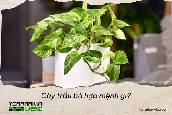 cây trầu bà hợp mệnh gì