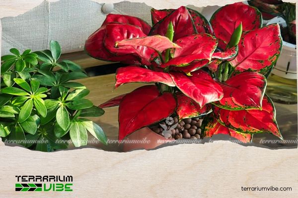 Cây Vạn Lộc hợp mệnh gì? Ý nghĩa phong thủy và cách chăm cây xanh tốt 1 Cây Vạn Lộc (Aglaonema rotundum Pink) có xuất xứ từ Indonesia và Thái Lan