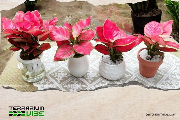 Cây Vạn Lộc hợp mệnh gì? Ý nghĩa phong thủy và cách chăm cây xanh tốt 2 Cây Vạn Lộc biểu tượng của sự sung túc và thịnh vượng