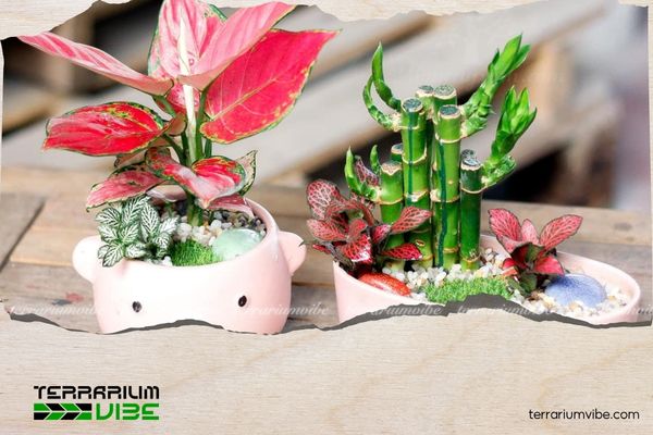 Cây Vạn Lộc hợp mệnh gì? Ý nghĩa phong thủy và cách chăm cây xanh tốt 3 Cây Vạn Lộc hợp mệnh Hỏa, Thổ, Thủy