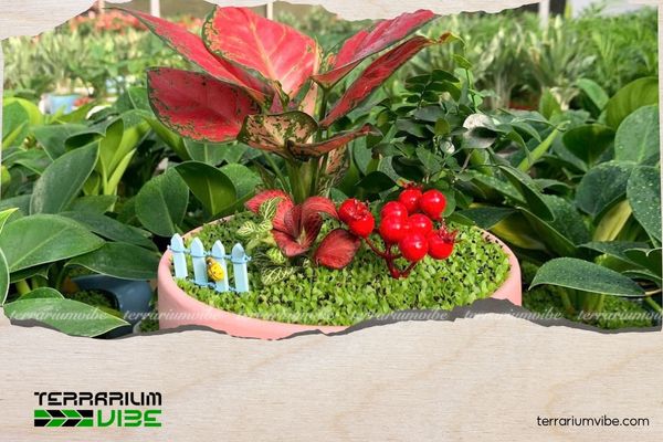 Cây Vạn Lộc hợp mệnh gì? Ý nghĩa phong thủy và cách chăm cây xanh tốt 4 Mẹo chăm sóc cây Vạn Lộc khỏe đẹp quanh năm