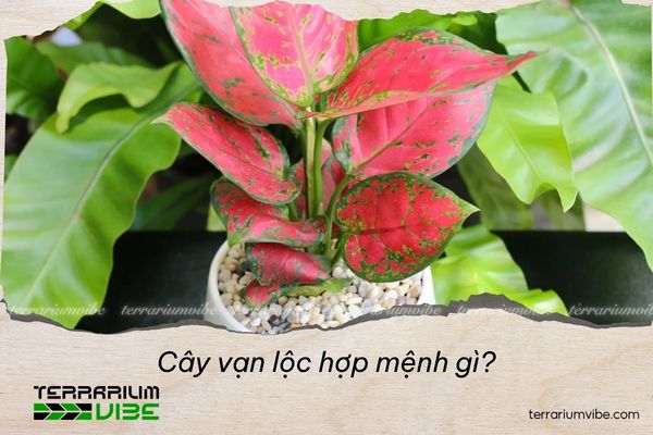 cây vạn lộc hợp mệnh gì