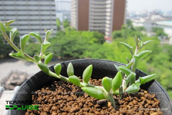 Sen Đá Cá Heo 1 Tìm hiểu đặc điểm hình dáng và phân loại học Sen Đá Cá Heo