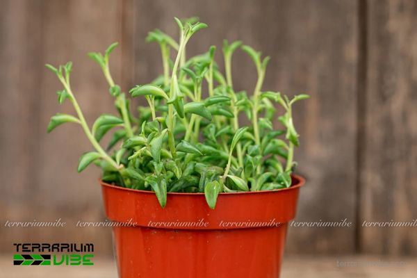 Sen Đá Cá Heo 3 Bố cục terrarium khô với Sen Đá Cá Heo kết hợp đá, sỏi và lũa