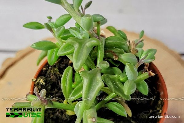 Sen Đá Cá Heo 4 Các yếu tố môi trường cần thiết để chăm Sen Đá Cá Heo