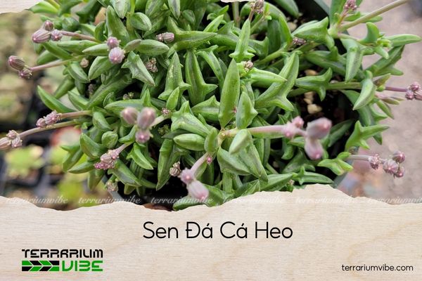 sen-da-ca-heo sen đá cá heo